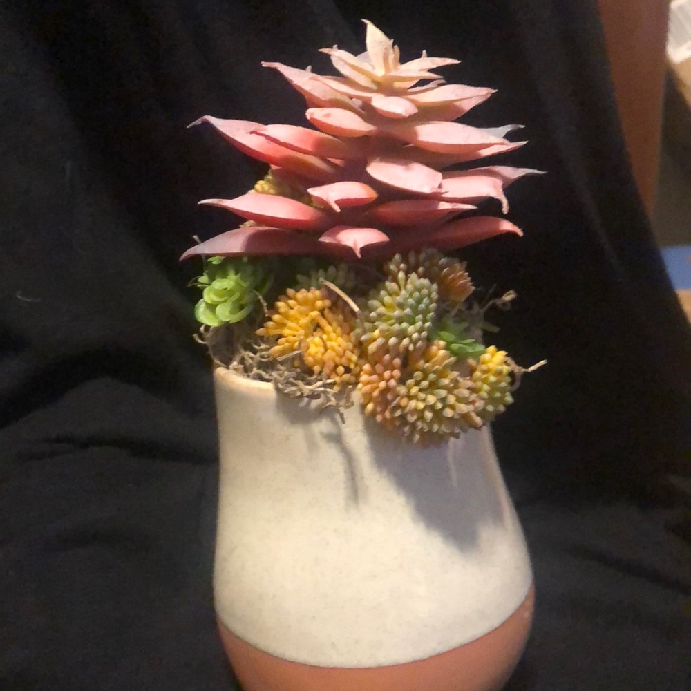 Succulent in terra/beige pot